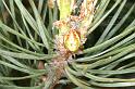 Araniella_displicata_D2981_Z_88_NP De Hoge Veluwe_Nederland